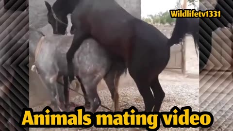 Horses sex meting video. Very important video