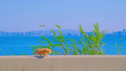 blue sea orange cat