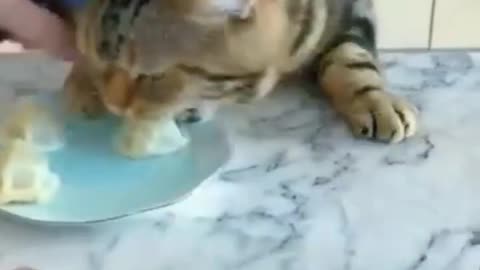 New funny cat video 🤣🤣🤣#cat #shortvideo #lol