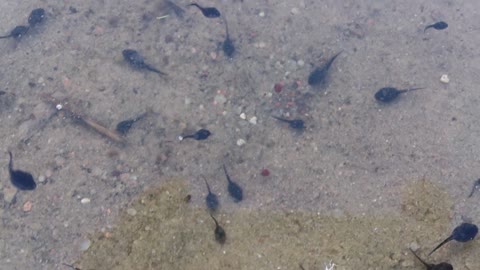 Tadpoles in a puddle