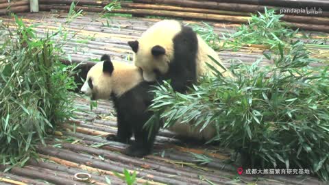 Make a panda together!