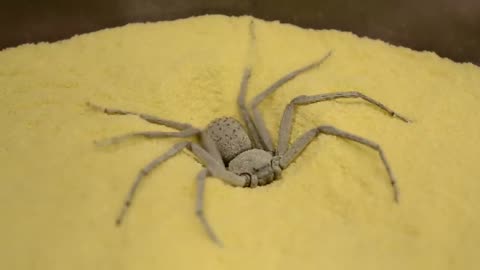 Six-Eyed Sand Spider Burying Itself