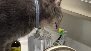 Cat Licks Owner's Toothbrush