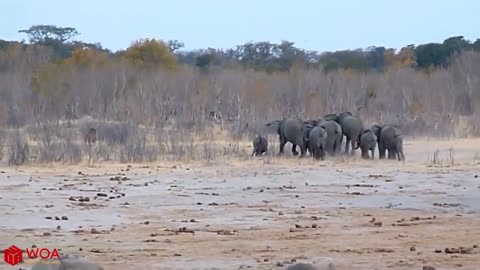 Amazing Elephant Save Baby Elephant From Lion Hunting | Animal...