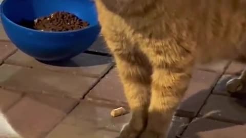 Funny cute cat video | Funny Scenes | best Scene 2023 videos | Hd video 1080p