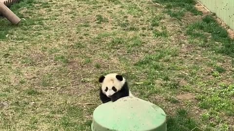 The giant panda walks around with the rice bowl stuck on its head, which is very funny