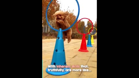 Dogs Can Do the Most Amazing Things