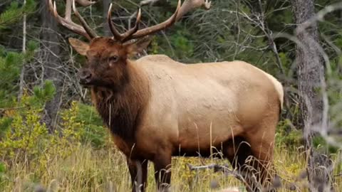 Elk in Texas