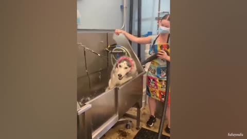 Bath time never gets any easier! Dogs vs Bath 😱