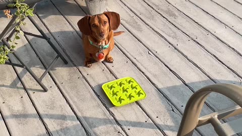 Watermelon banana pupsicles ❤️