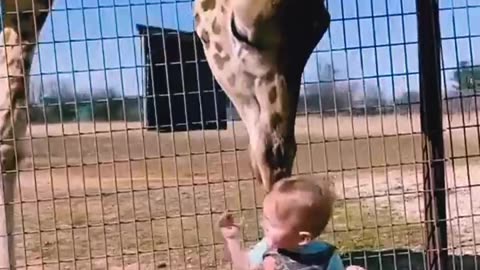 Cute giraffe 🦒 gives smooches 😘 to the cute baby 👶