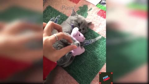 Baby Cats - Cute and Funny Cat Videos Compilation -passfunny
