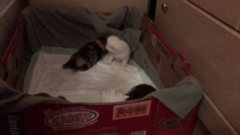 kitties trying to get out of the box, cute