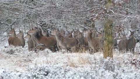 Running deer