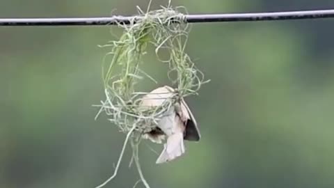 Babui made a bird's nest 🐦