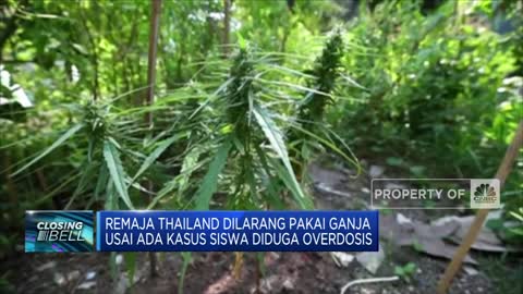 Remaja Thailand Dilarang Pakai Ganja Usai Ada Kasus Siswa Diduga Overdosis