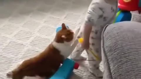 cat vs child