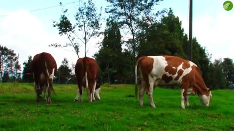 COW VIDEOS 🐄 COWS GRAZING 🐄 COW SOUNDS