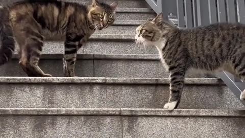 Understanding Why Cats Argue and How to Mediate"