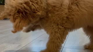 Playful Puppy Playing with Cucumber