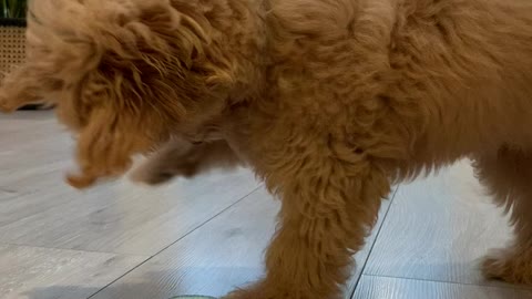 Playful Puppy Playing with Cucumber