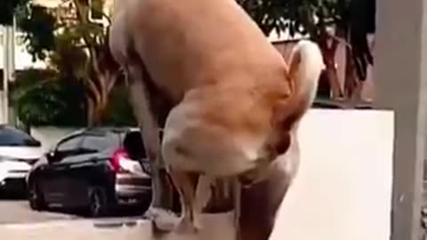 🐕Hilarious Videos of Dog's Daily Life🤣 | Animals Moments #funnyanimals #funnydogs #shortsviral