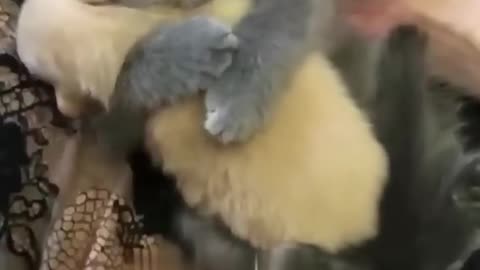 Cute kitten hugs puppy - Cuccioli amorevoli