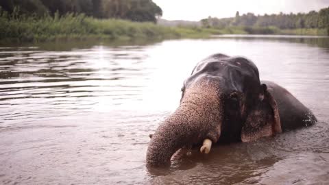 A view of an tusker bathing in a lake