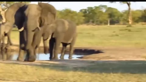 The Elephant Madly Kills The Lions To Avenge The Death Of The Baby Elephant - Lion