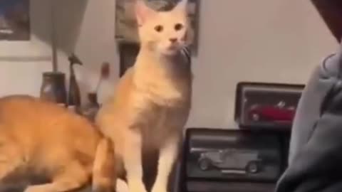 cats funny Reactions Video Part:-8
