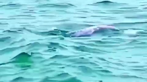 Dolphins video