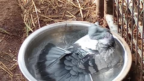 🕊 Rescue Pigeon Takes a Bath 🕊