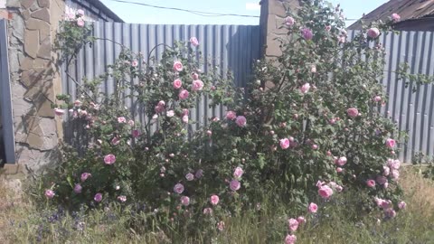 Mother of Roses