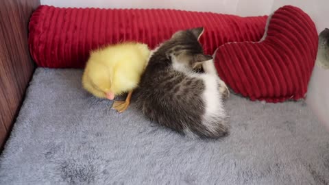 The daily life of kittens and ducklings is very warm
