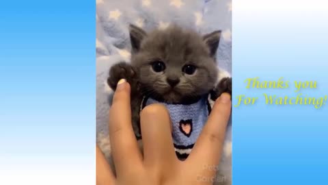Funny and Cute Cat's Life 👯 cute kitten 😺 Cats and Owners are the best friends Videos
