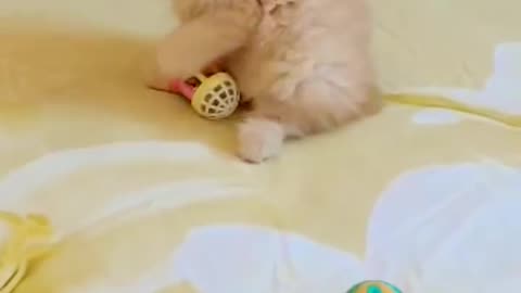 A Persian newborn kitten alex