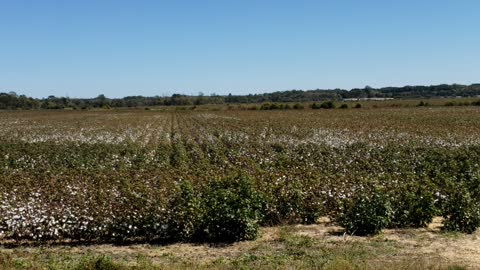 Mississippi Cotton Fields .