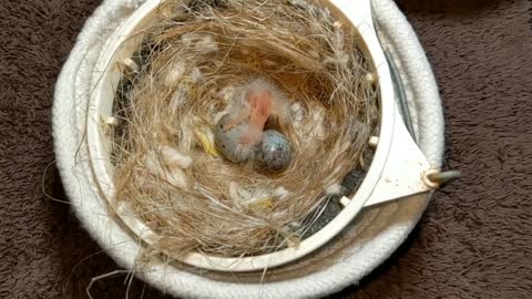 Hand Feeding Baby Birds (Canary & Gouldian Finch)