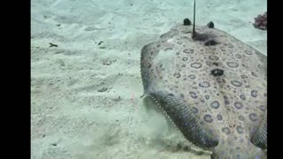 Cool wierd fish