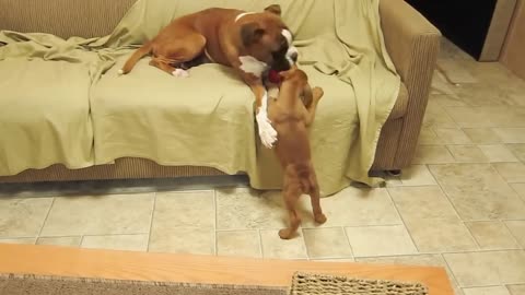 Boxer Pups Terrorize Living Room