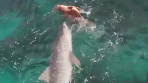 Tiger shark trying to catch a sea turtle 🦈🐢⁣⁣