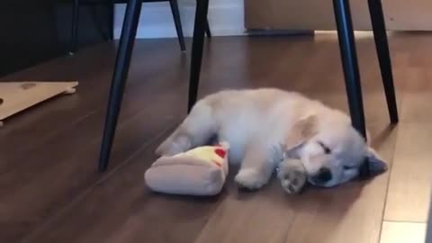 dreaming puppy