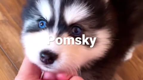 Pomsky Puppy