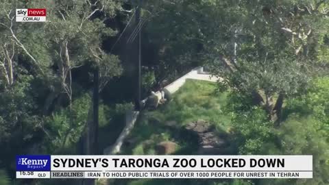 Lions given ‘one moment of freedom’ as they escape Taronga Zoo enclosure