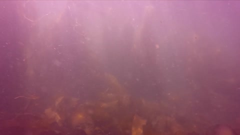 Mysterious Kelp forest amazes divers