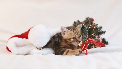 merry Christmas present for cat