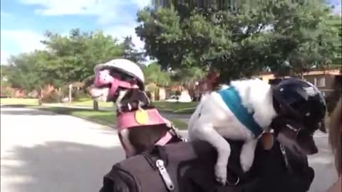 Chihuahua's Riding A Harley