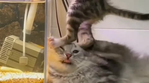 A Cat Helping Another Cat Steal Fish . Animals Funny Video