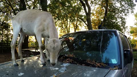 Goat Climbs Onto SUV To Reach Tasty Leaves