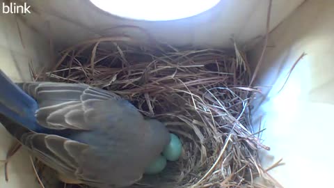 Bluebird sitting on 3 eggs